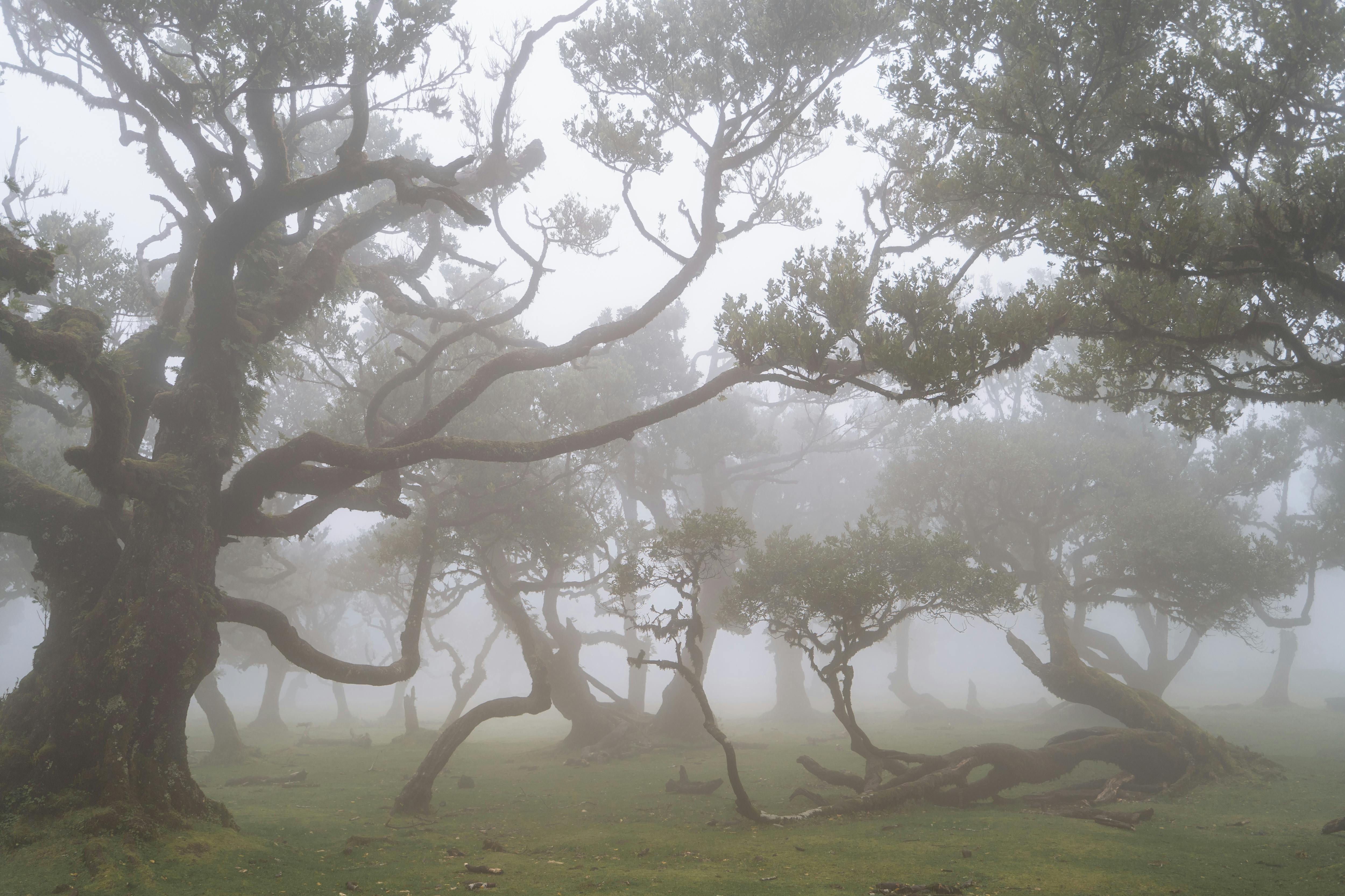 Misty forest